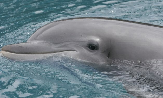 SIGN: Justice for Dolphin Who Died After Being Harrassed and Ridden by Crowd