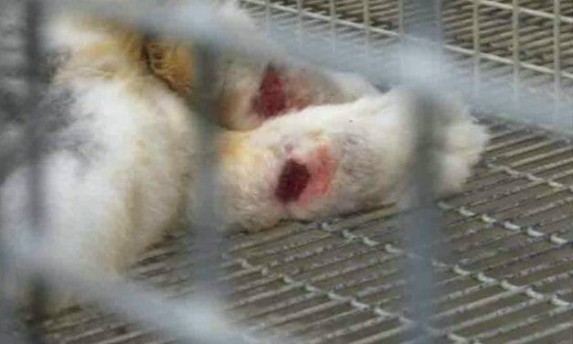 Bethyl Laboratories Officially Warned By USDA Over Sore, Bleeding Rabbit