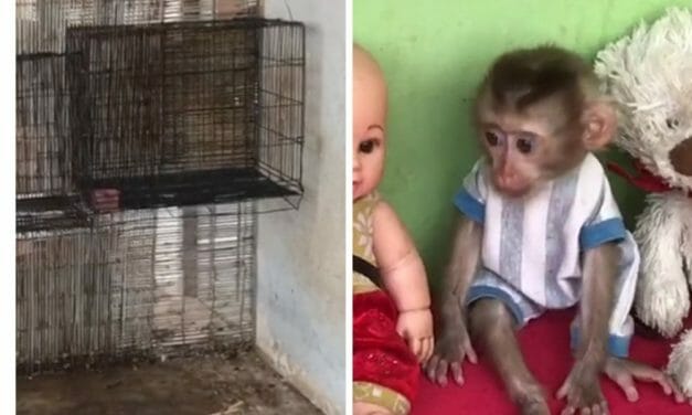 SIGN: End Horrifying Cruelty to Cambodian Baby Monkeys Forced to Perform in ‘Cute’ Online Videos