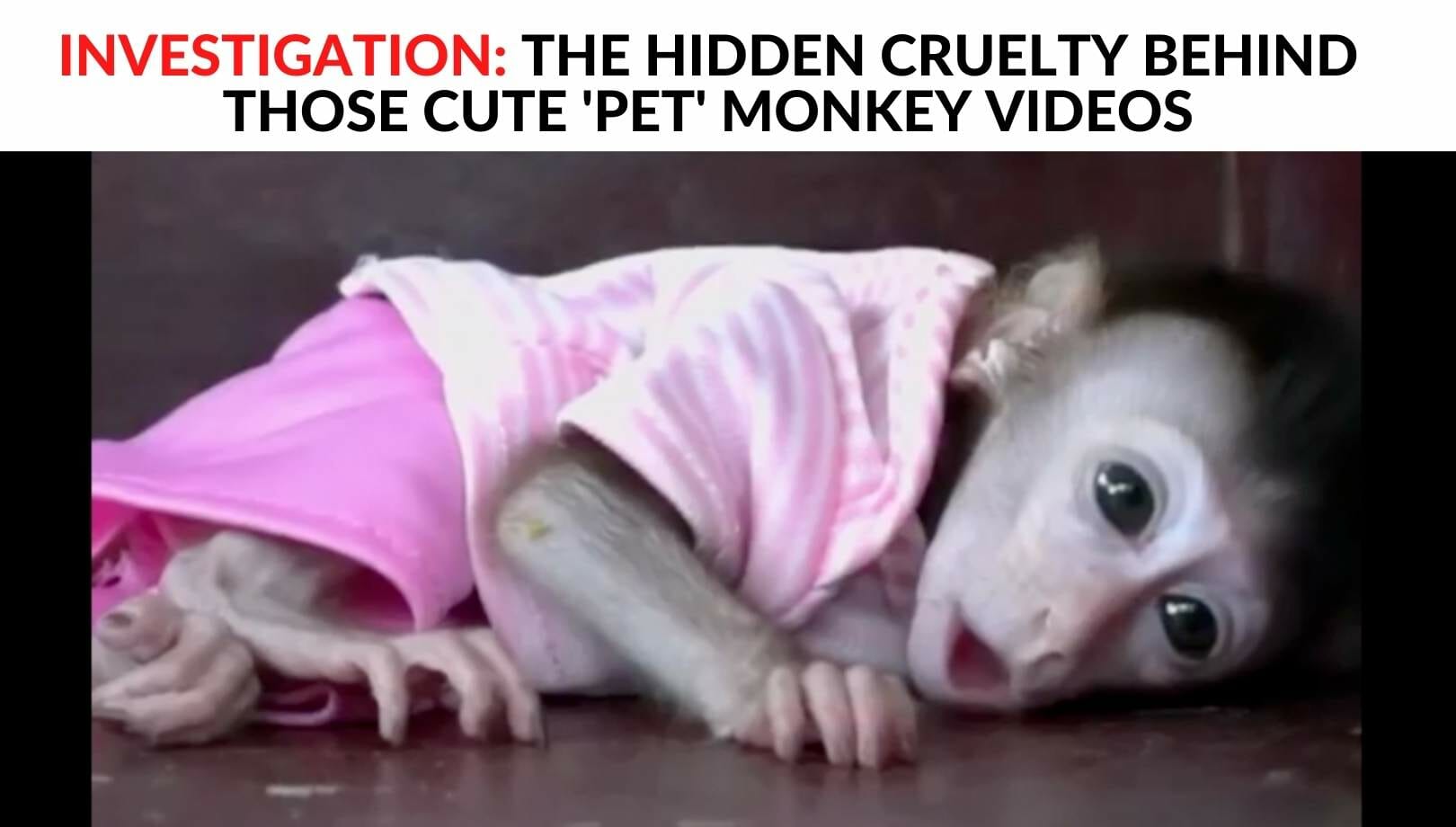 Sad baby monkey social media