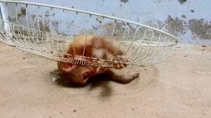 New Investigation Exposes Horrifying, Hidden Cruelty to Baby Monkeys in