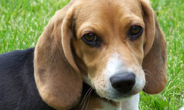 Victory for Companion Animals! California Bans Cruel Chemical Tests on Cats and Dogs