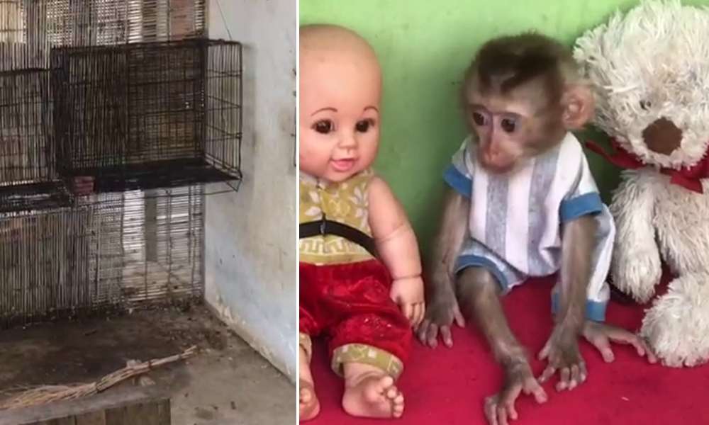 cambodia baby monkey