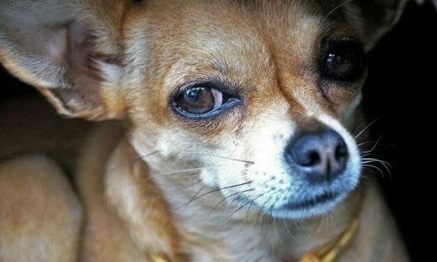 SIGN: Justice for Chihuahua Choked and Thrown into Clothes Dryer