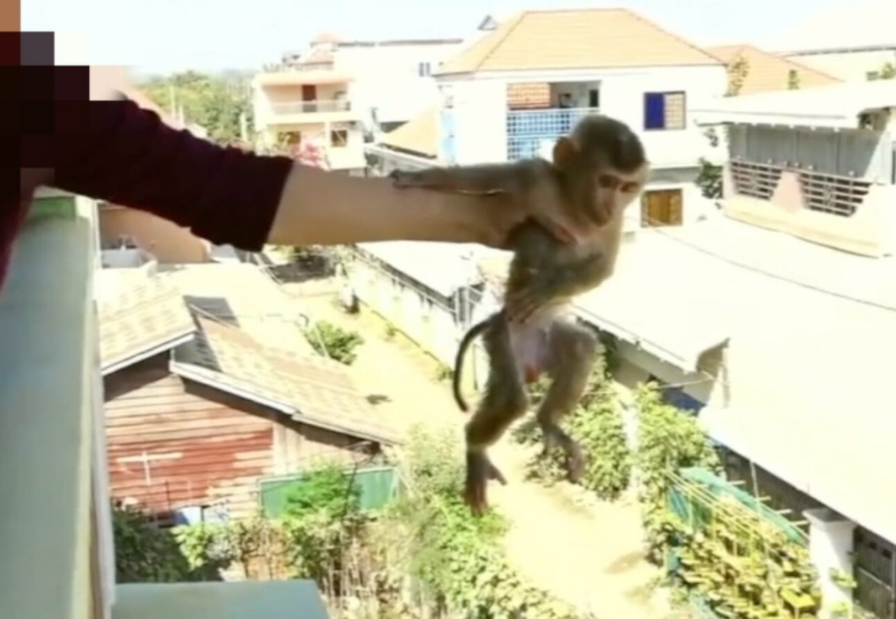 baby pigtail macaque