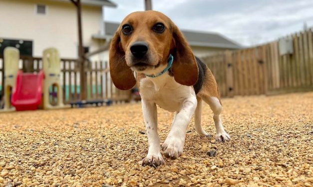 Hundreds of Beagles Bred For Research Have Been Rescued and Adopted