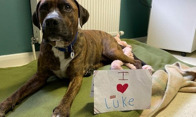 Shelter Dog Luke Finally Finds ‘The One’ After Getting Stood Up on Valentine’s Day