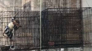 New Investigation Exposes Horrifying, Hidden Cruelty to Baby Monkeys in