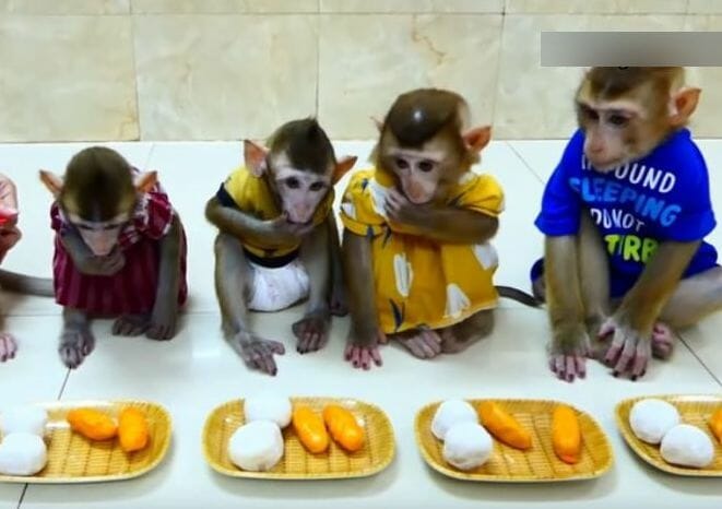 monkeys lined up for food