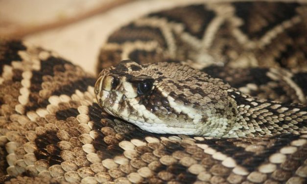 Georgia Rattlesnake Roundup Chooses to Educate About Snakes This Year – Not Kill Them