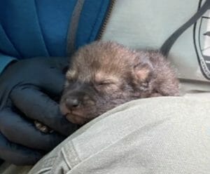Red wolf pup