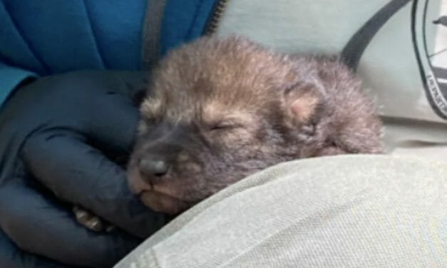 Litter of Critically Endangered Red Wolf Pups Born in North Carolina