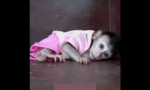 New Investigation Exposes Horrifying, Hidden Cruelty to Baby Monkeys in ‘Cute’ Online Videos