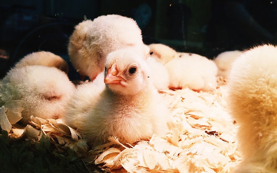 chicks incubator hatching