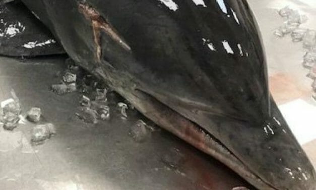 SIGN: Justice for Nursing Mother Dolphin Speared Through The Head