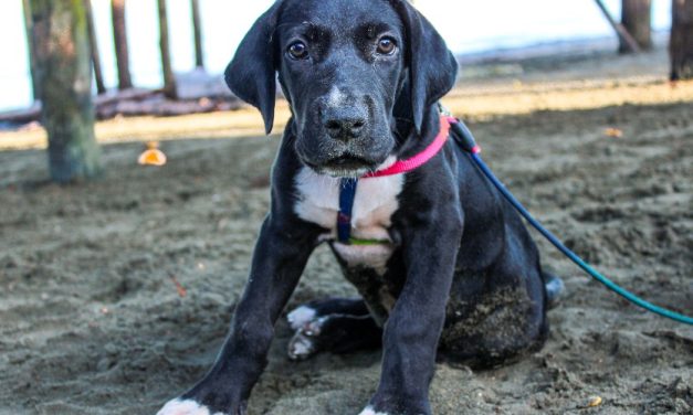 SIGN: Justice for Emaciated Great Dane Left in Cage with No Food or Water