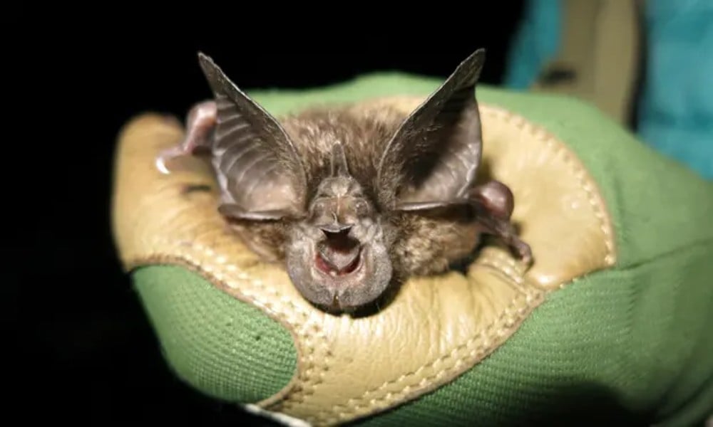 Hill's Horseshoe Bat