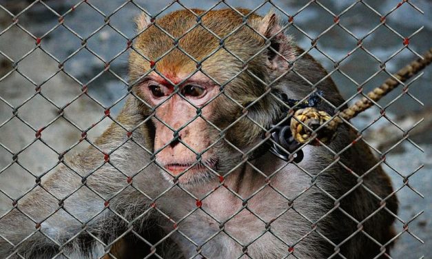 Leading Primatology Group Speaks Out Against Using Monkeys in Cruel Labs