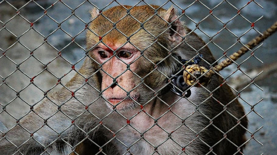 monkey caged bloody