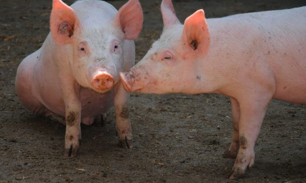Virus in Pig Heart Transplanted to Person Could Have Killed Him, New Reports Show