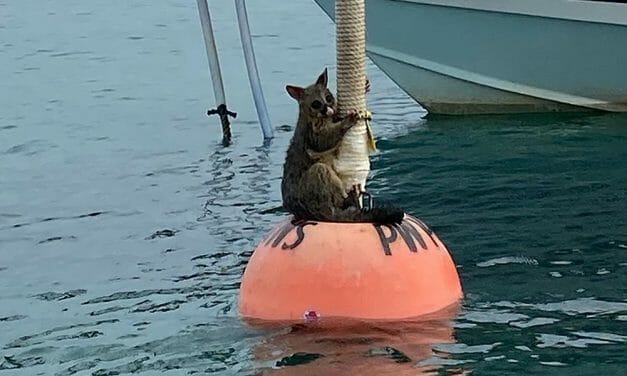 Possum Clinging to Buoy in Australian Sea Rescued By Kind Scuba Diver