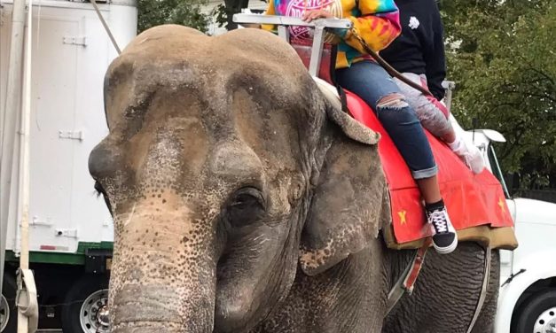 SIGN: Send Minnie the Solitary, Abused Elephant to a Sanctuary Before It’s Too Late