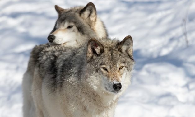 SIGN: Stop Government Killing of Endangered Washington Wolves