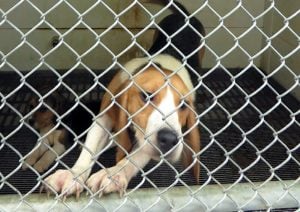 Beagle kennel USDA Envigo