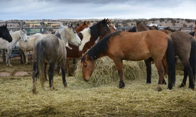BLM Promises $20 Million For Humane Solutions For Wild Horses