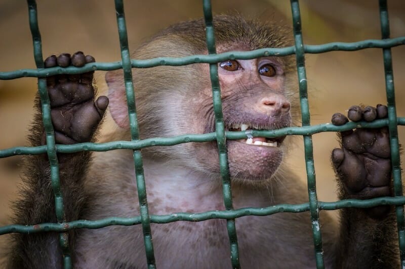 baboon in cage