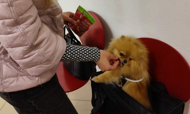 UPDATE: How Lady Freethinker Has Helped Pets Fleeing Ukraine