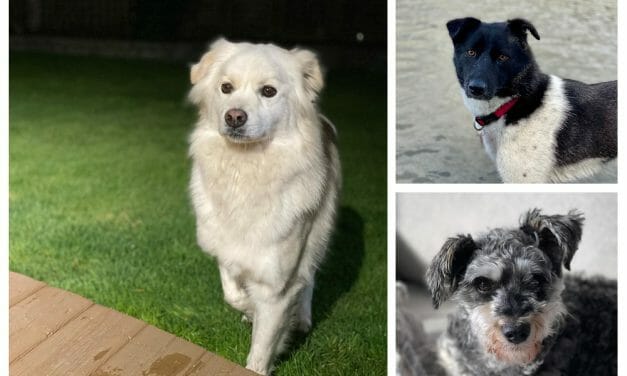 RESCUE UPDATE: Dogs Flown from China Are Thriving in Their Forever Homes