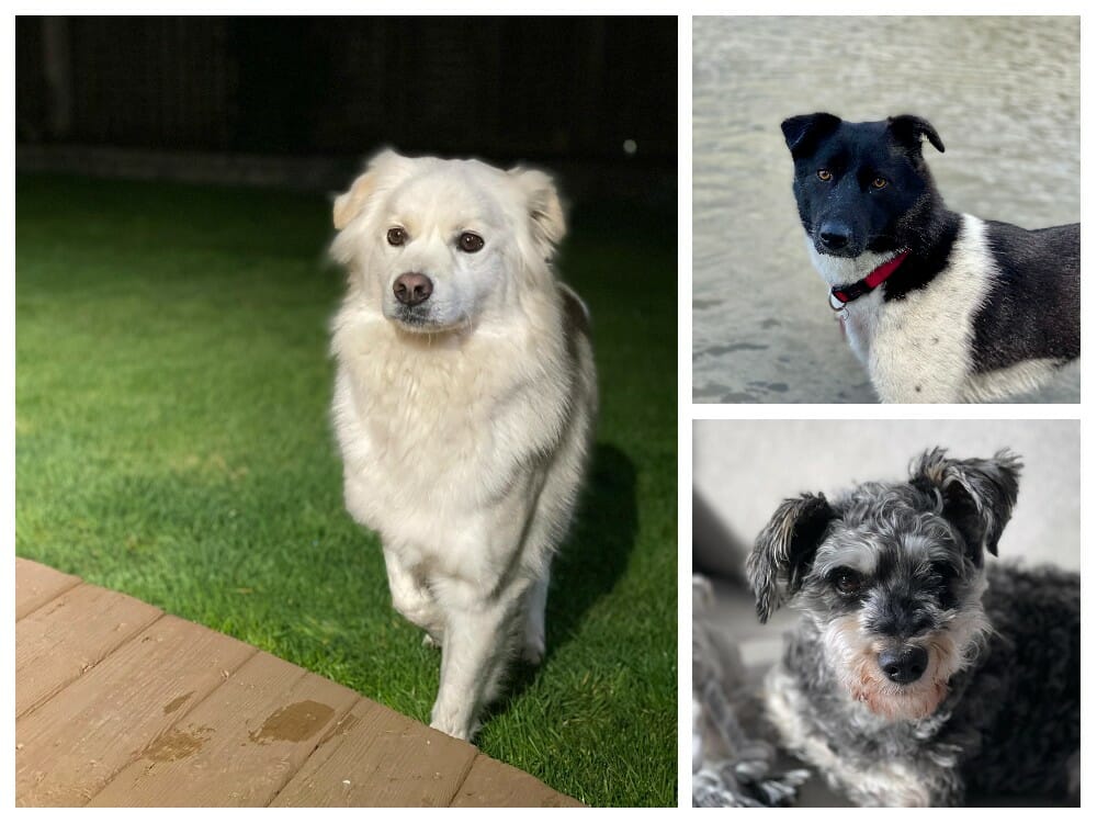 Chinese dog adoptions