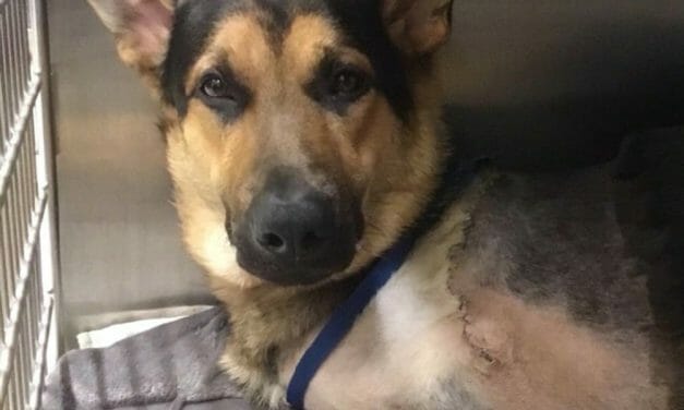SIGN: Justice for Dog Shot So Severely His Leg Was Amputated