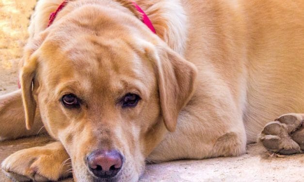 SIGN: Justice for Service Dog Mercilessly Shot Seven Times