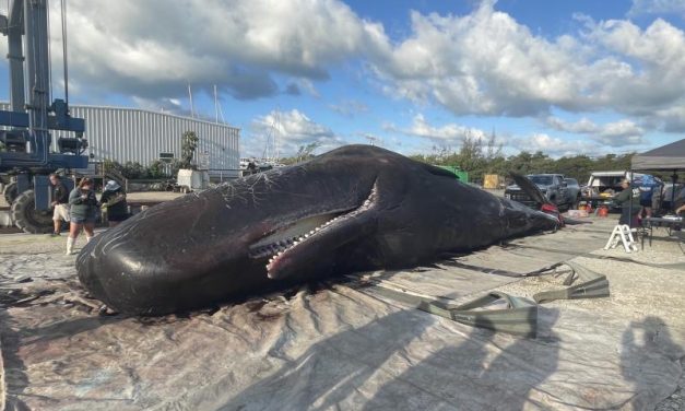 Endangered Whale Found Dead in Florida From Plastic Pollution 