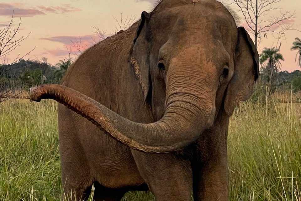 elephant rescued Brazil sanctuary