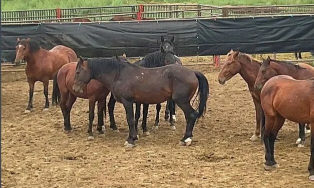 100+ Wild Horses Held at Federal Facility Since Last Summer Now Dead From Equine Flu