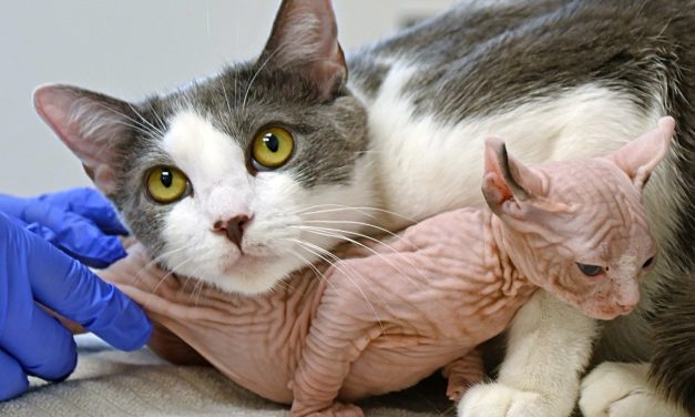 Sweet Mama Cat and the Orphaned Kitten She Adopted Both Looking for Forever Homes