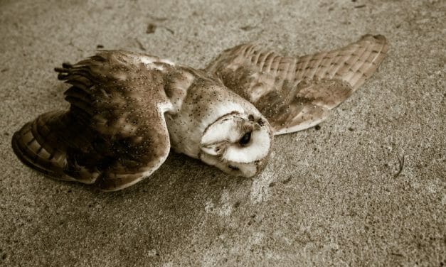 SIGN: Ban Poisons Causing Eagles and Owls to Slowly Bleed to Death