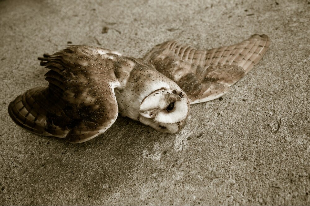 Dead owl