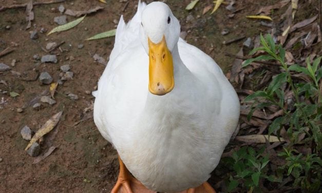 Pet Duck Helps Detectives Solve 2-Year-Old Murder ‘Cold Case’