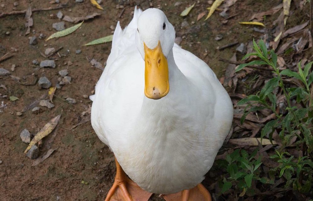 duck Pekin pet close