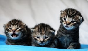 kittens striped 3 three sad