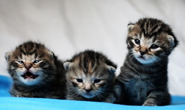 SIGN: Justice for Newborn Kittens Put in Freezer to Slowly Die