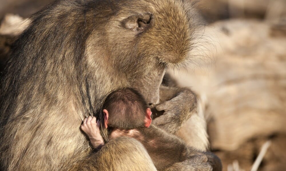 mother and baby baboon