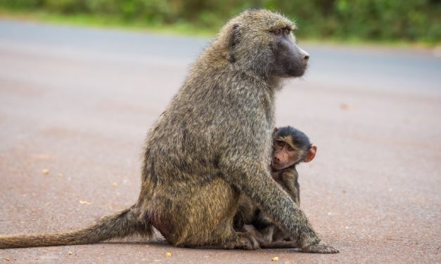 SIGN: Justice for Baboons Repeatedly Impregnated and Cut Open for Research