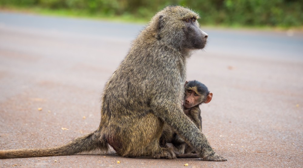 Olive baboon and baby