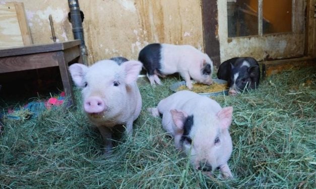 New Reality TV Show Features A Love Story — And A Family of Pigs