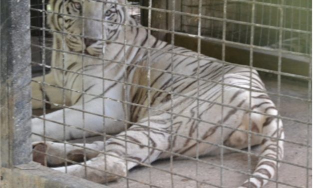 Exhibitor With Emaciated, Parasite-Ridden Tigers Hasn’t Been Inspected By USDA in Years